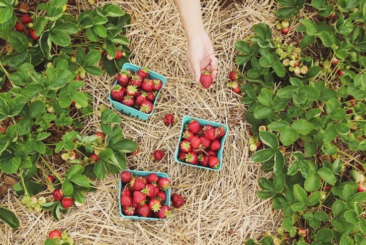 Digging For The Roots Of Our Food
